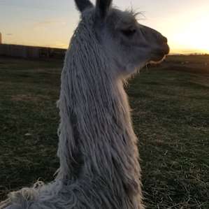 Cloud Peak Llamas and Alpacas ranch