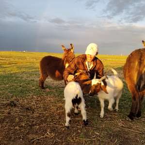 Cloud Peak Llamas and Alpacas ranch