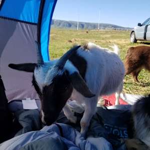 Cloud Peak Llamas and Alpacas ranch