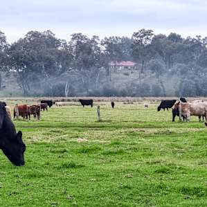 Camping next to the cows