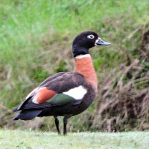 Beautiful birdlife