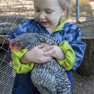 More chicken love.