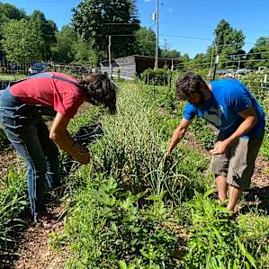Wendy and Eric harvesting from the garlic plot