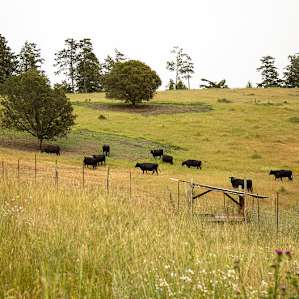 Neighbor cows