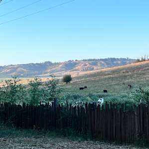 The Meadow Grove