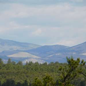 Sunny Forest Camp With Superb Views