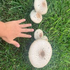 Giant wild mushrooms on propety