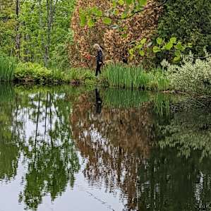 Pond