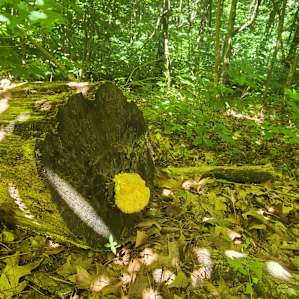 Mushrooms galore!