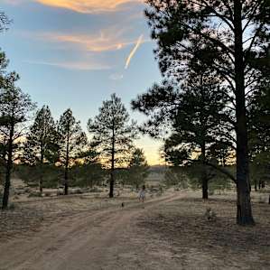 Southwest Sage and Pinon Pine