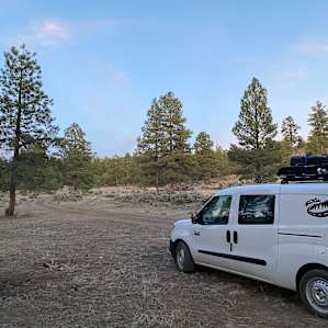 Southwest Sage and Pinon Pine