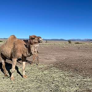 Camels and a Yurt