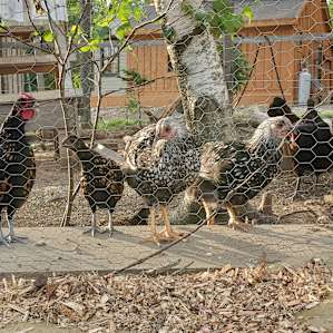 True Serendipity Homestead