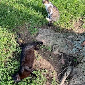 Camping with Unruly Goats
