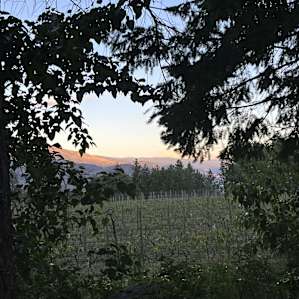 Back Forty Vineyards