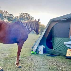 Friendly, beautiful horses.
