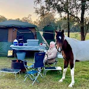 This pinto mare, what a beauty!