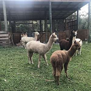 Alpaca Farm Camping