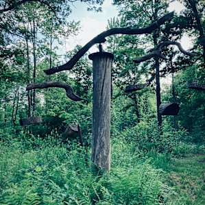 Fisher Cat Creek Forest Retreat