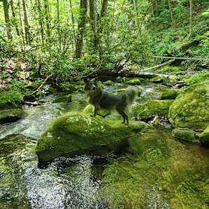 Beautiful cool mountain creek at campsite.