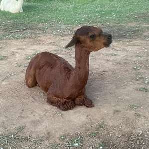 Alpaca camping