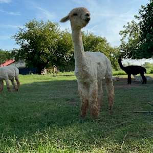 Alpaca camping