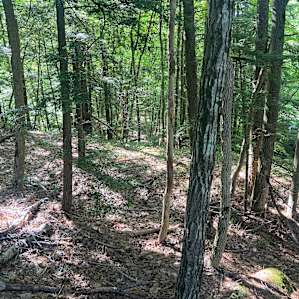 Timbertrail Post and Beam