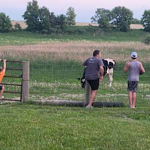 Watching the cow.
