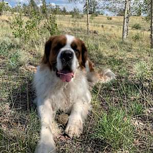 Found a tennis ball!