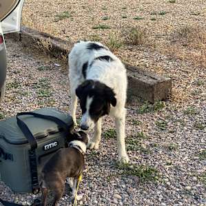 Our little girl meeting one of the farm pups
