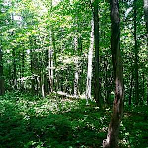 McIntosh Pines