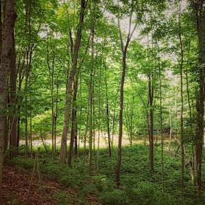 McIntosh Pines