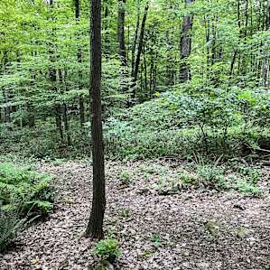 Ferndell Springs