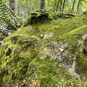 Ferndell Springs