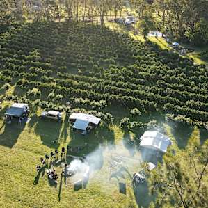 Orchard & Pine Trees Camping