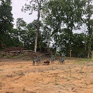 Forrest with open land
