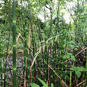 Streamside Tenting