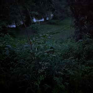 Spot the fireflies (3 in this one snap!)