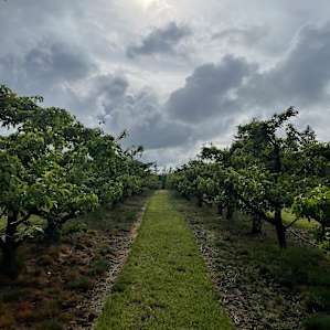 Hidden Acres Orchards