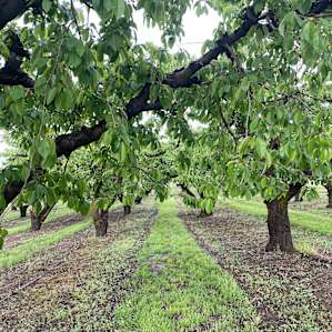Hidden Acres Orchards