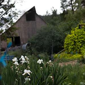 garden by the barn
