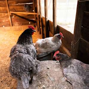chickens