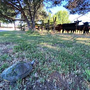 A cattle herding turtle?