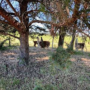 Gotta love the llamas…