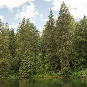 The trees on the property are huge! Note our fisherman in the lower right corner. It feels like you're in the middle of a rainforest.