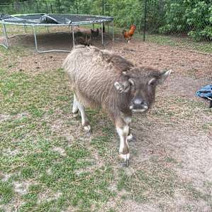 Primitive Camping at Thompson Farm