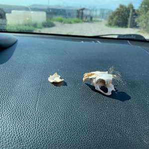 We walked around the property and found a skull of a prairie dog. Pretty cool!