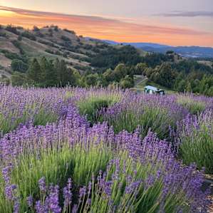 Glamping Tents, Vistas & Stars