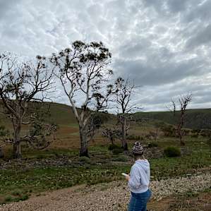 Wombat Creek Camp