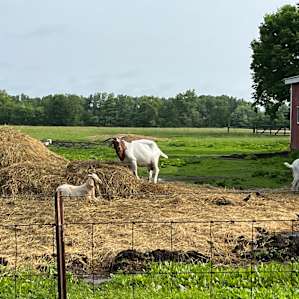 Camping with Unruly Goats